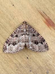 Attēlu rezultāti vaicājumam “Triphosa dubitata”