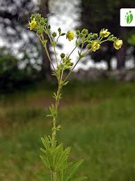 Image result for Potentilla recta
