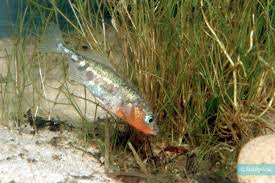 Attēlu rezultāti vaicājumam “Gasterosteus aculeatus”