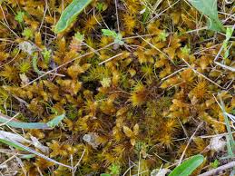 Attēlu rezultāti vaicājumam “Breidleria pratensis”