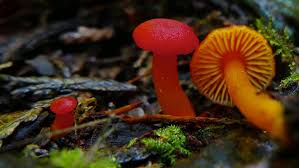 Attēlu rezultāti vaicājumam “Hygrocybe sp.”