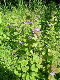 Image result for Glechoma hederacea