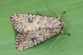 Attēlu rezultāti vaicājumam “Hadula trifolii”