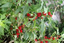 Image result for chenopodium foliosum