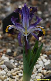 Attēlu rezultāti vaicājumam “Iris rosenbachiana flower”
