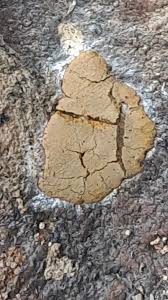 Attēlu rezultāti vaicājumam “Siphoptychium violaceum”