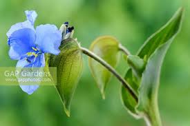 Attēlu rezultāti vaicājumam “Commelina coelestis”
