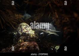 Image result for Triakis megalopterus