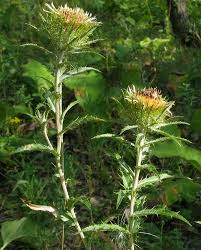 Attēlu rezultāti vaicājumam “Carlina biebersteinii leaf”