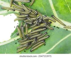 Attēlu rezultāti vaicājumam “Pieris brassicae”