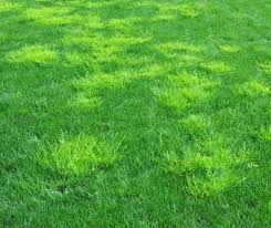 Attēlu rezultāti vaicājumam “Poa remota bud”