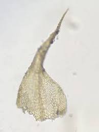 Attēlu rezultāti vaicājumam “Campylium chrysophyllum”