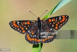 Attēlu rezultāti vaicājumam “Euphydryas maturna”