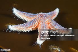 Image result for Asterias rubens