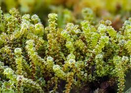 Attēlu rezultāti vaicājumam “Pseudobryum cinclidioides”