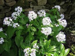 Attēlu rezultāti vaicājumam “Lunaria rediviva”