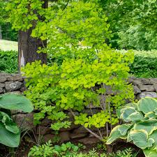 Attēlu rezultāti vaicājumam “Cotinus coggygria”
