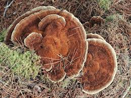 Attēlu rezultāti vaicājumam “Onnia triquetra”