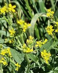 Attēlu rezultāti vaicājumam “Sisymbrium volgense”