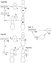 Attēlu rezultāti vaicājumam “Ochropsora ariae spores”