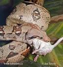 Boa constrictor Photos Boa constrictor Images NaturePhoto