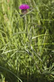 Image result for Centaurea nigra