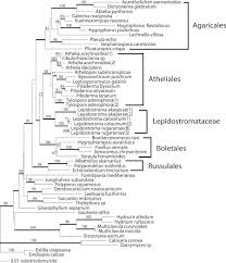 Attēlu rezultāti vaicājumam “Athelia pyriformis”