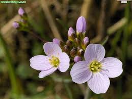 Attēlu rezultāti vaicājumam “Cardamine pratensis”