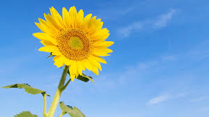 Image result for Sonnenblume