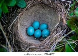 Attēlu rezultāti vaicājumam “Turdus philomelos nest”
