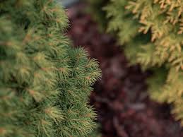 Attēlu rezultāti vaicājumam “Abies mariesii”