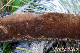 Attēlu rezultāti vaicājumam “Phellinus laevigatus”
