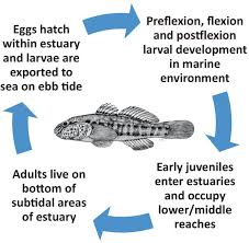 Image result for Pseudomyxus capensis