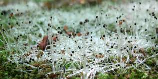 Attēlu rezultāti vaicājumam “Lophocolea heterophylla”