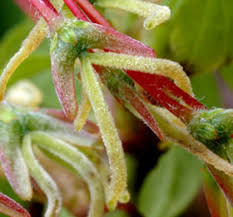 Attēlu rezultāti vaicājumam “Acer negundo female flower”