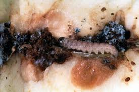 Attēlu rezultāti vaicājumam “Cydia pomonella”