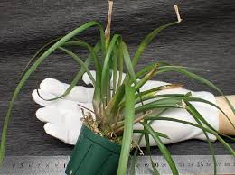 Image result for tillandsia umbellata