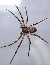 Attēlu rezultāti vaicājumam “Philodromus sp.”