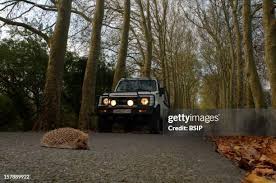 Attēlu rezultāti vaicājumam “Erinaceus sp.”