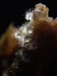 Attēlu rezultāti vaicājumam “Licea pygmaea spores”