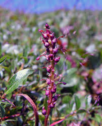 Attēlu rezultāti vaicājumam “Bistorta vivipara”