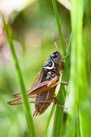 Attēlu rezultāti vaicājumam “Metrioptera roeselii”