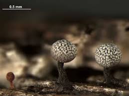 Attēlu rezultāti vaicājumam “Physarum notabile”