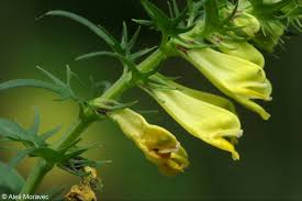 Attēlu rezultāti vaicājumam “Melampyrum pratense”