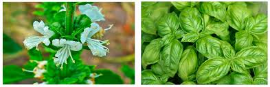 Attēlu rezultāti vaicājumam “Ocimum basilicum leaf”