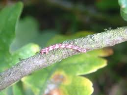 Attēlu rezultāti vaicājumam “Eupithecia centaureata”