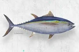 Image result for Thunnus obesus