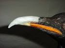 NSCC Emperor Penguin Treatment