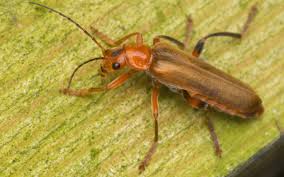 Attēlu rezultāti vaicājumam “Cantharis livida”