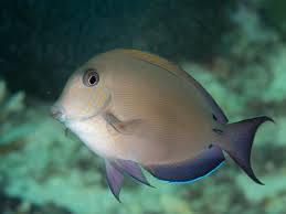 Image result for Acanthurus blochii